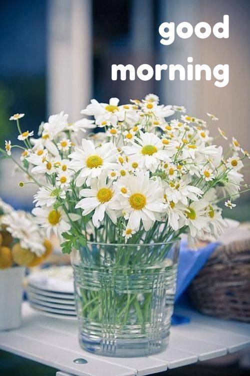 Morning With White Flowers-wg16623