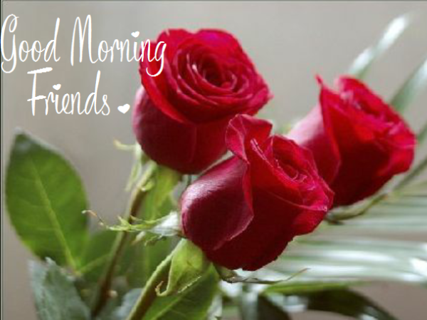 Morning With Beautiful Roses