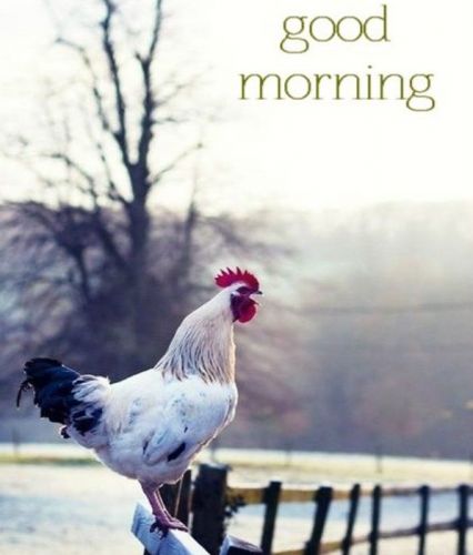 Mornning - Hen-wg16628