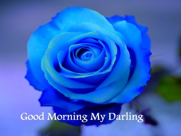 My Darling -  Good Morning !-wg16630