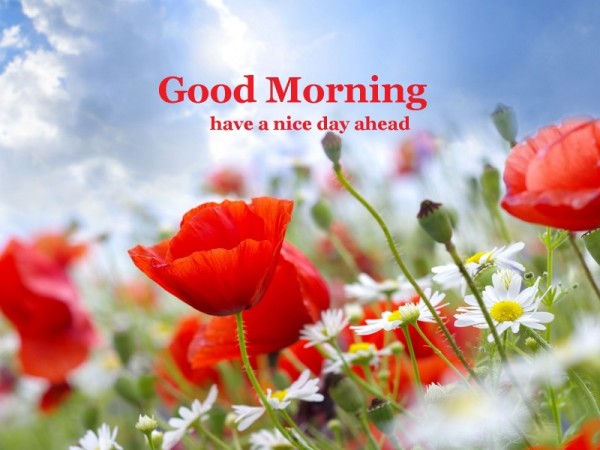 Nice Day - Good Morning-wg16653