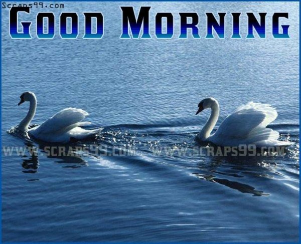 Nice Duck  -  Good Morning-wg034406
