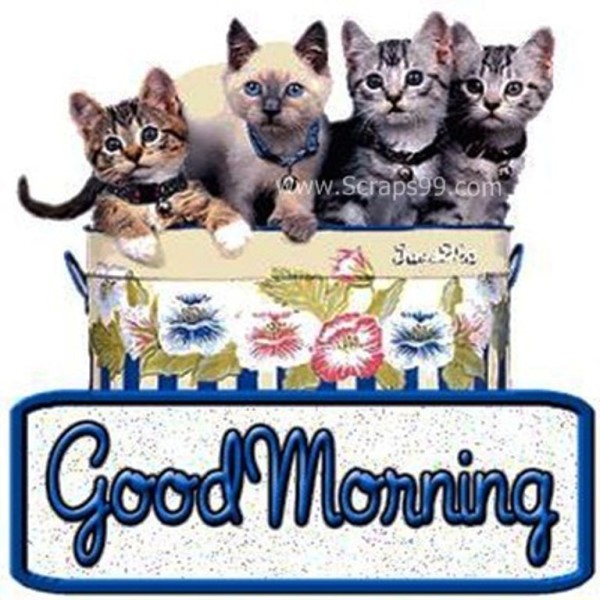 Cats-Good Morning-wg023348