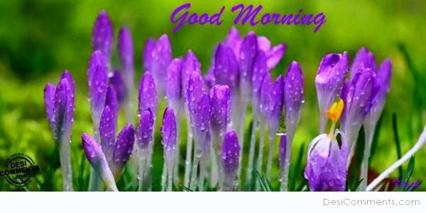 Purple  Flower-Good Morning-wg023362