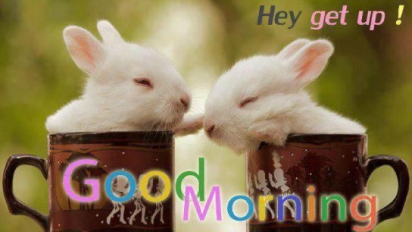 Rabbit - Good Morning-wg