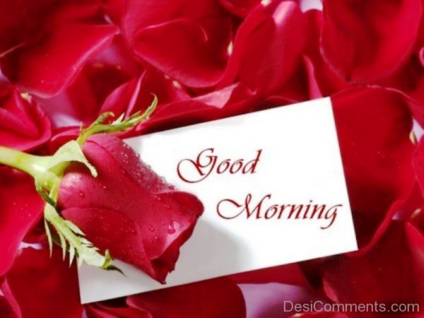 Red Rose -  Good Morning-wg023368