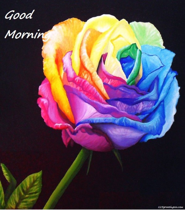 Rose For U - Good Morning-wg16673