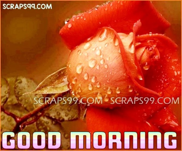 Rose - Good Morning-wg023374