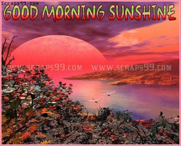 Sunshine -  Good Morning-wg034487