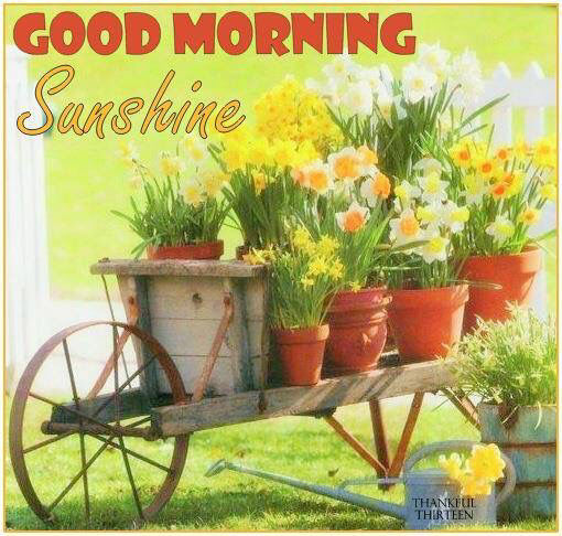 Sunshine- Good Morning
