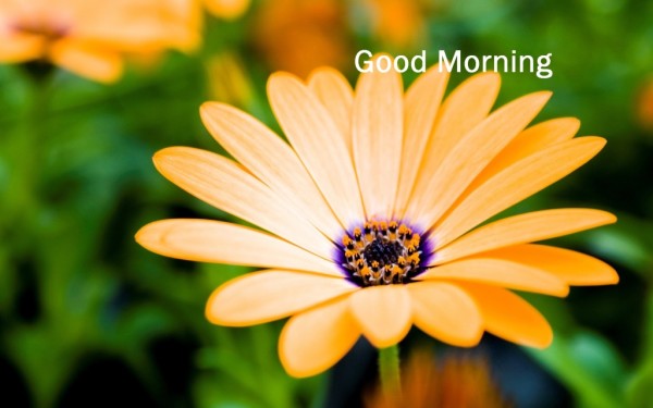 Sweet Morning Flower - Image-wg16726