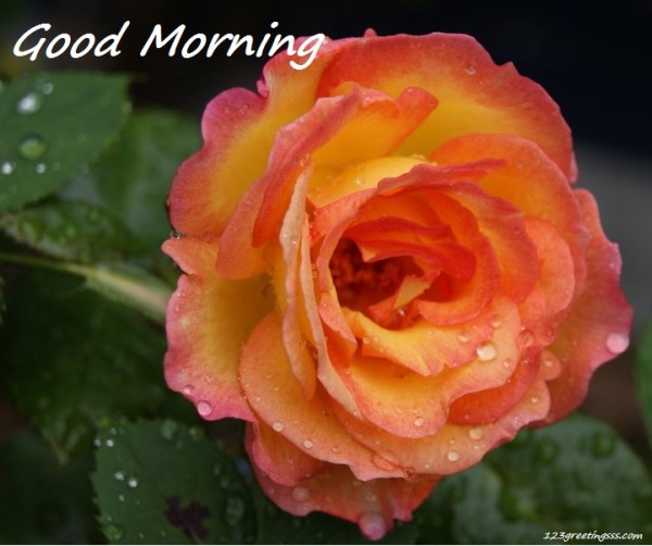 Sweet Rose Specaily For U - Good Morning-wg16729