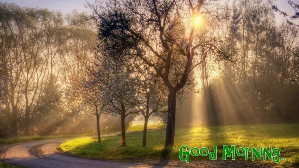 Tree - Good Morning-wg034524
