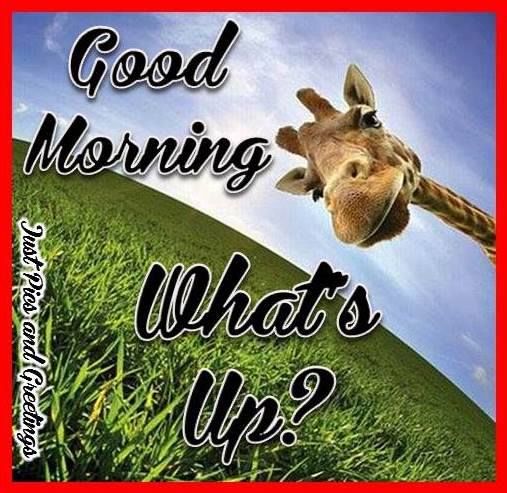 Whats Up  Good Morning-wg11704