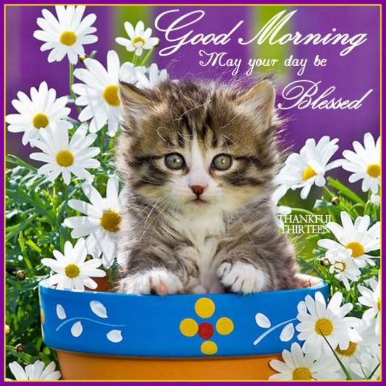 Good Morning Wishes With Cat Pictures, Images - Page 2