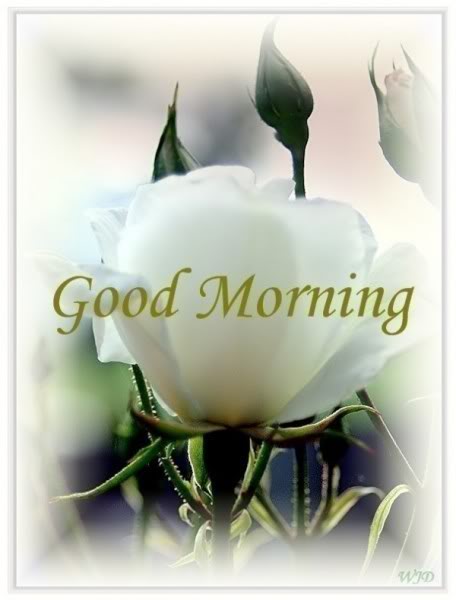White Rose - Good Morning-wg0181124