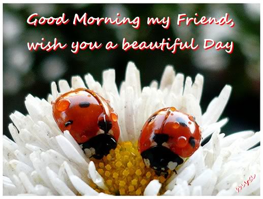 Wish You A Beautiful Day !-wg0181125