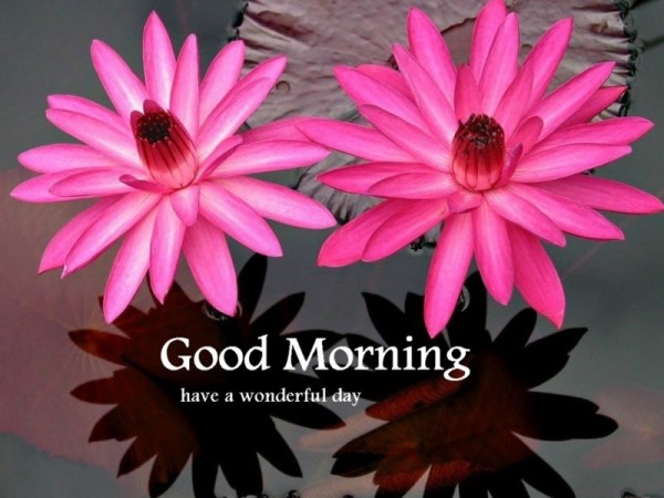 Wonderful Morning Flowers-wg16809