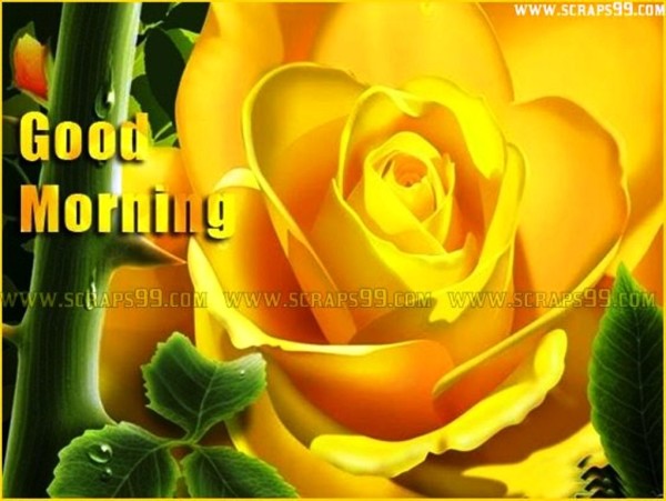 Yellow Flower -  Good Morning-wg023462