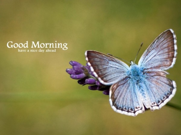 Good Morning - Butterfly On Flower-wg16157