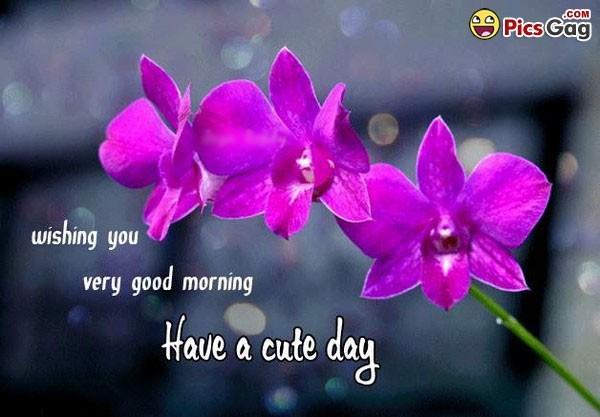 Have A Cute Day-wg140360