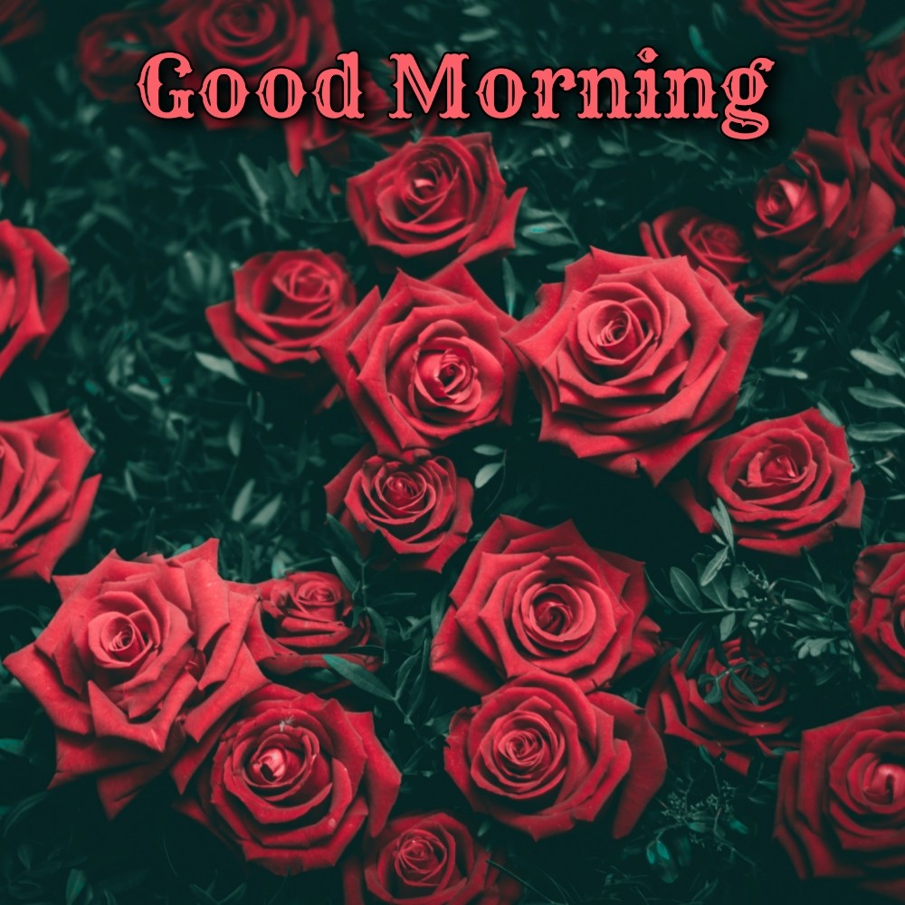 Good Morning Image With Red Roses