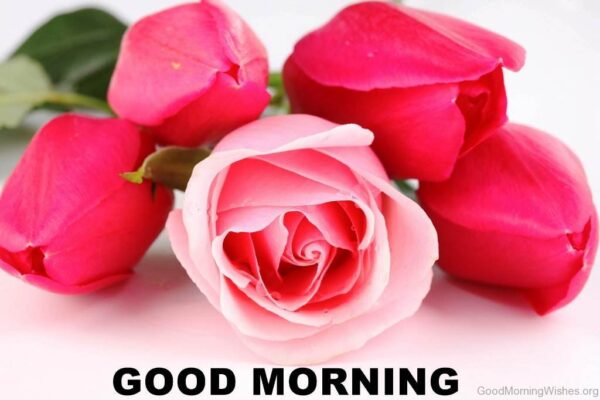 Good Morning Rose Flower Image