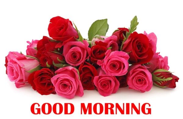 Morning Wish With Beautiful Roses