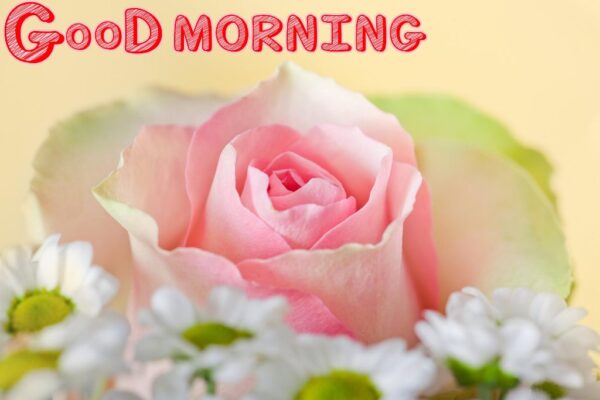 Good Morning With Pink Rose