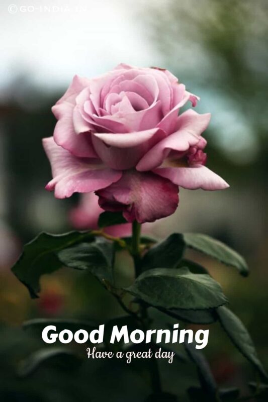 Good Morning Wishes With Flowers Pictures, Images - Page 2