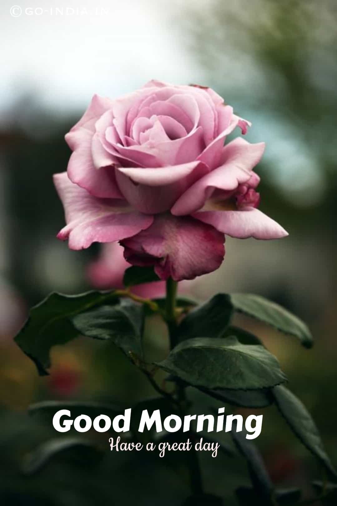 Beautiful Good Morning Rose Image
