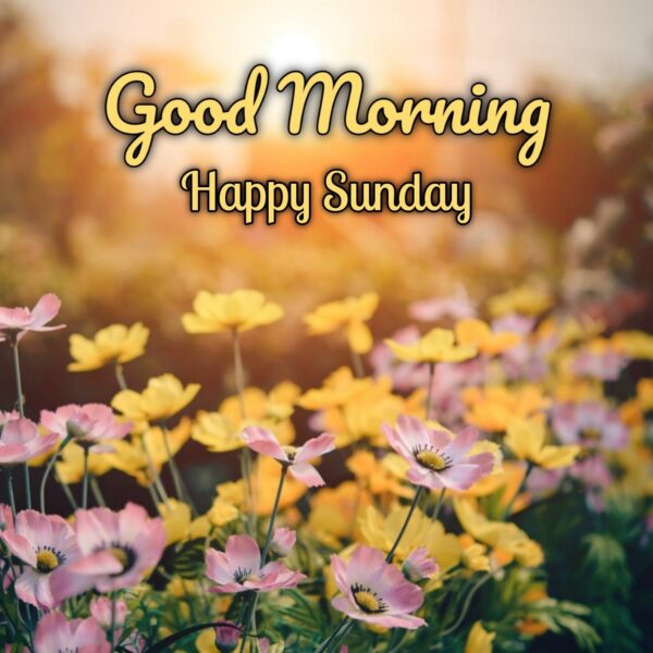 Good Morning Happy Sunday