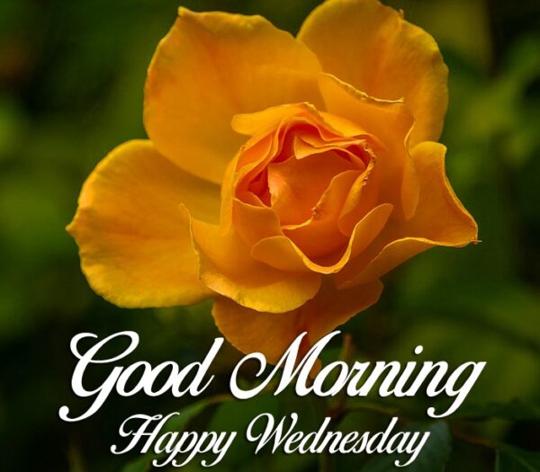 Good Morning Wednesday