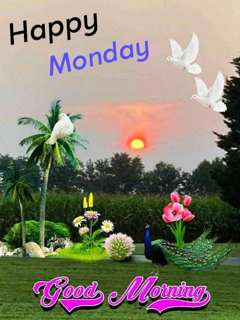 Good Morning Monday