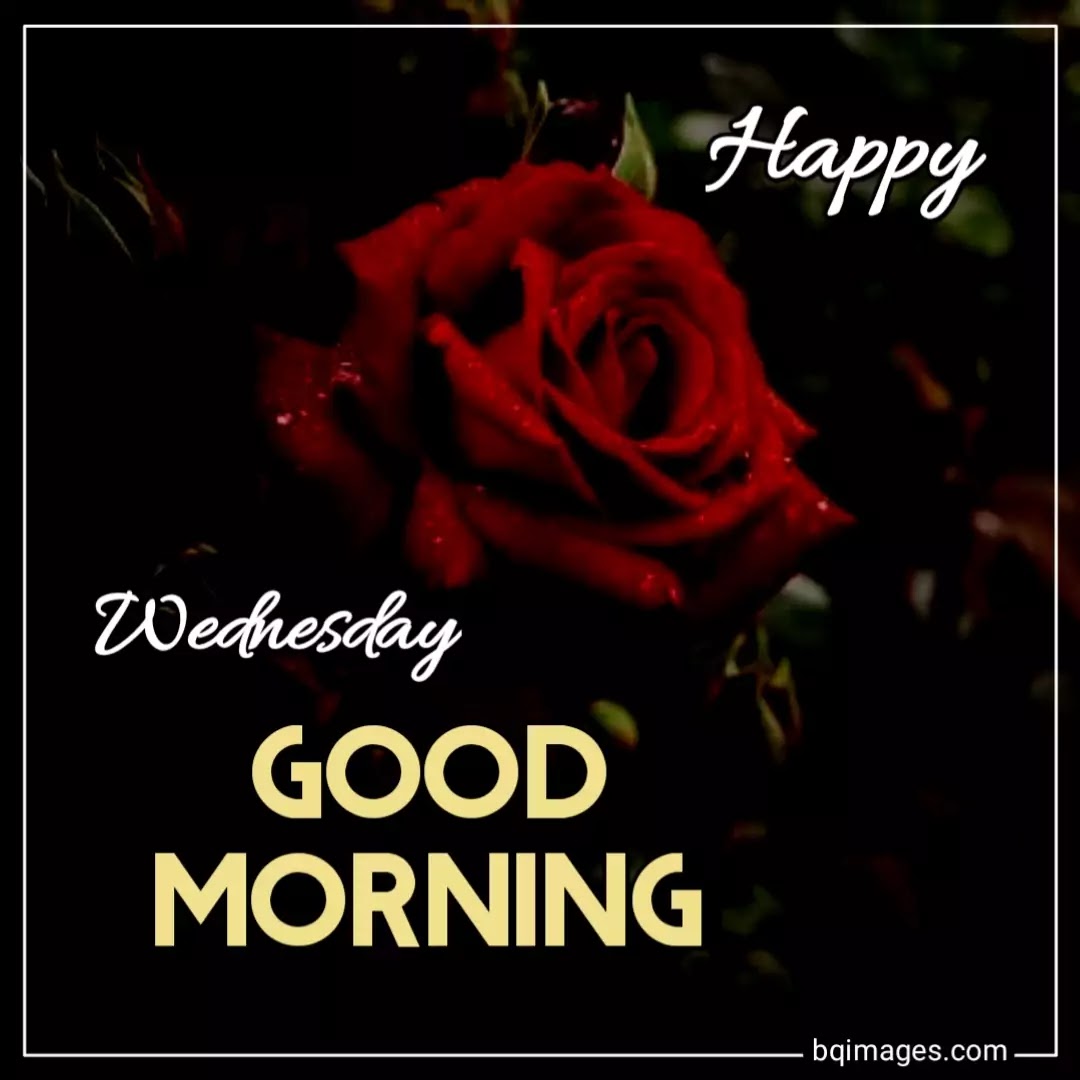 Happy Wednesday Good Morning With Rose