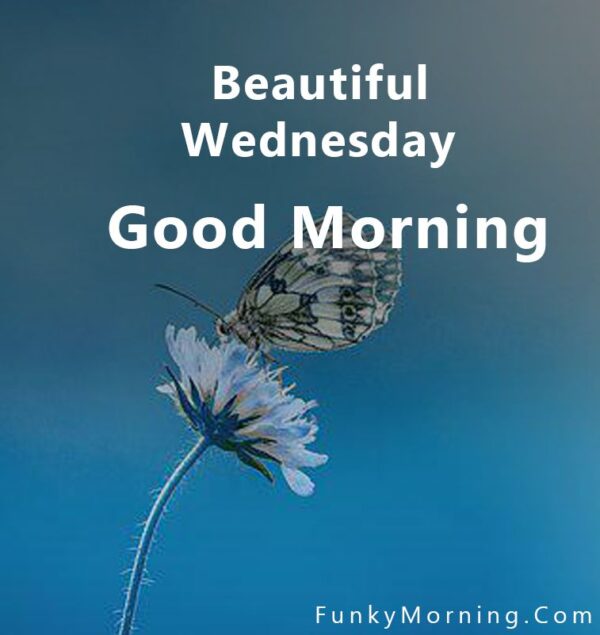 Beautiful Wednesday Good Morning Status