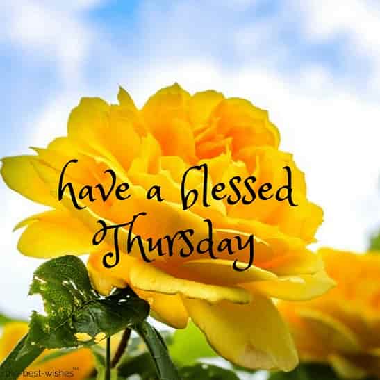 Good Morning Everyone Have A Blessed Thursday With Yellow Roses Pic