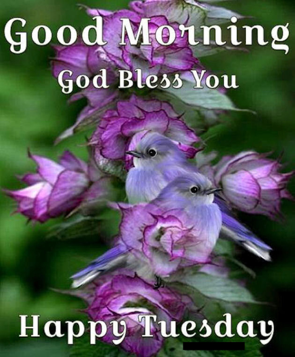 Good Morning God Bless You Happy Tuesday Picture
