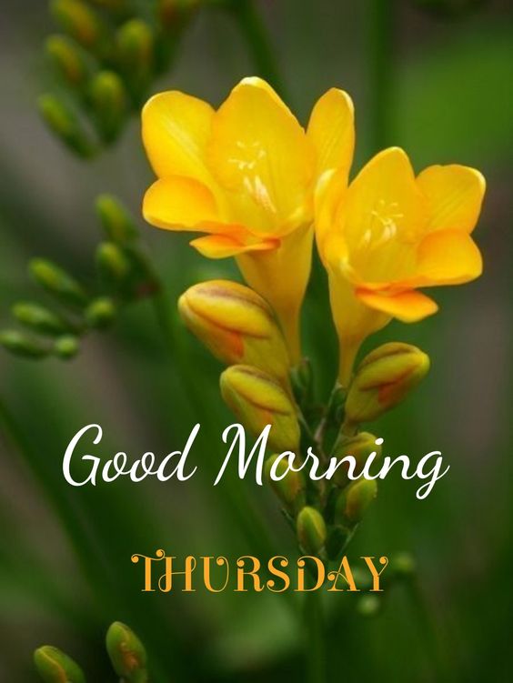 Good Morning Happy Thursday With Yellow Flower Images