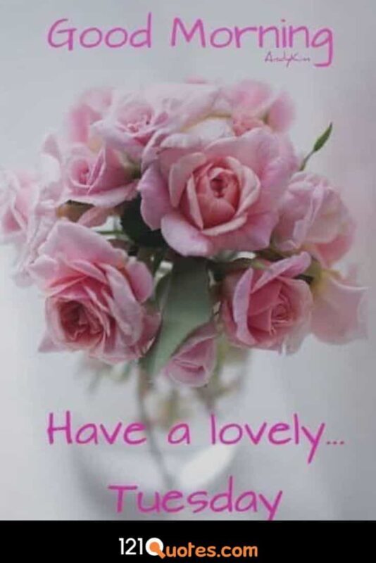Good Morning Have A Lovely Tuesday With Pink Roses Status