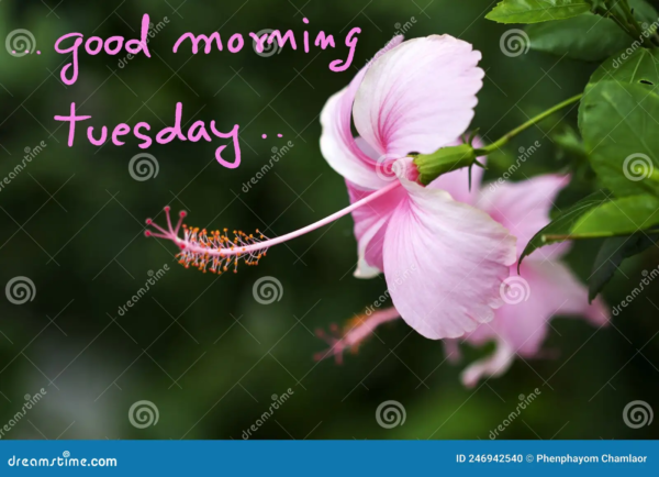 Good Morning Tuesday With Pink Flowers Photo