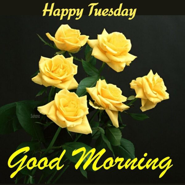 Happy Tuesday Good Morning Have A Nice Day Pic