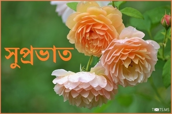 Amazing Bengali Good Morning