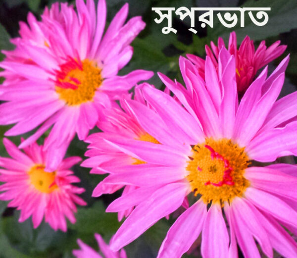 Good Morning Bengali Hd